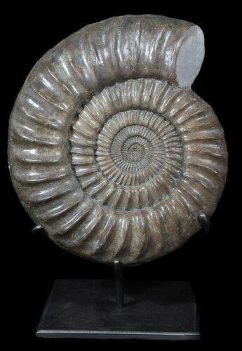Paracoroniceras Ammonite On Metal Stand - England #62649